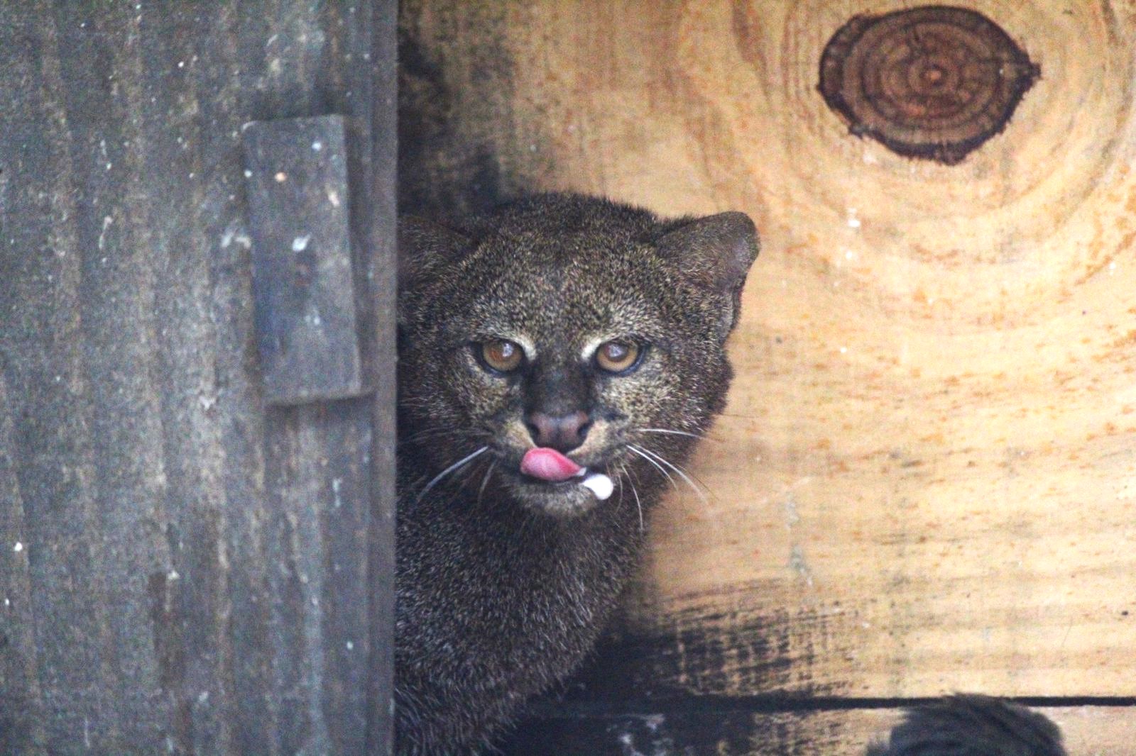 Parque Municipal Montanhas de Teresópolis e CETAS-IBAMA devolvem espécie de felino ameaçado de extinção para a natureza