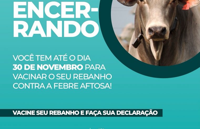 Prazo para compra de vacinas e segunda etapa da campanha de vacinação contra a Febre Aftosa termina na próxima quinta-feira