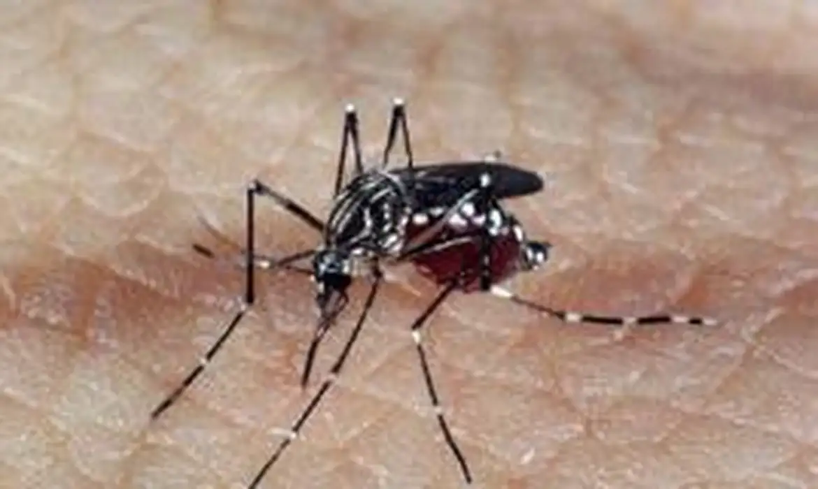 Profissionais de saúde alertam para ressurgimento do tipo 3 da dengue