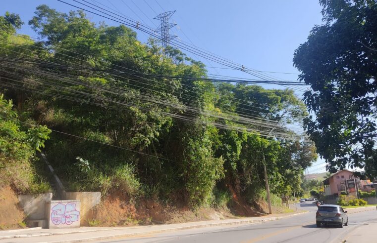 Após problemas recorrentes, Petrópolis alinha cronograma para poda de árvores