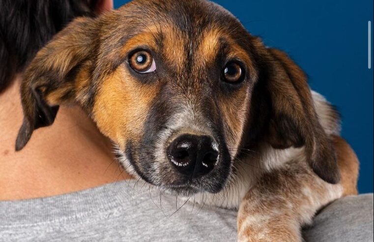 Cadastro para castração de cães e gatos do Alto da Serra e região começa nesta segunda-feira