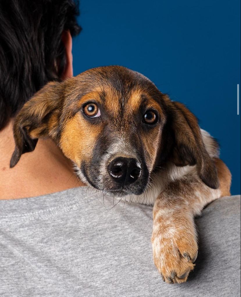 Cadastro para castração de cães e gatos do Alto da Serra e região começa nesta segunda-feira