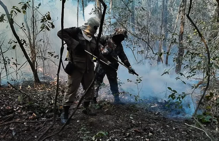 Dois estados decretam emergência em razão de incêndios no Pantanal