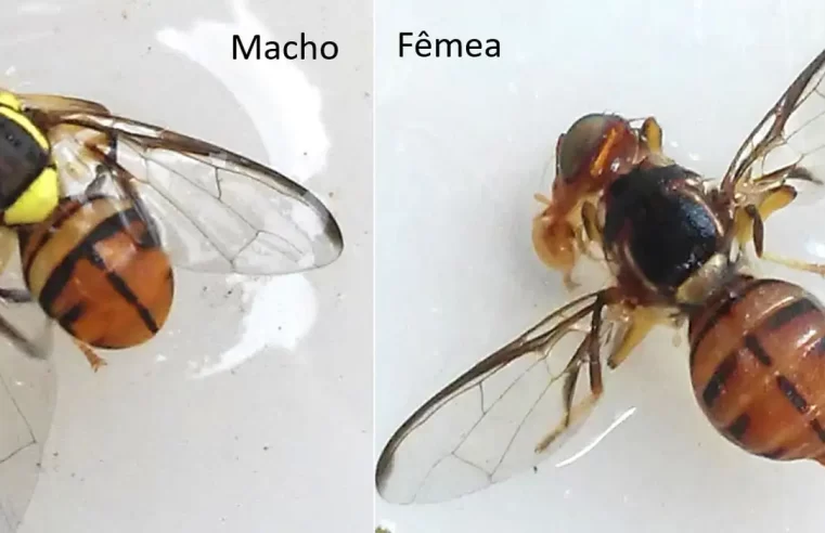 Mosca-da-carambola leva quatro estados à emergência fitossanitária
