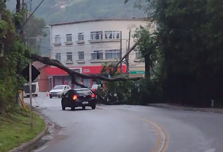 Queda de árvore interdita parcialmente a Estrada União e Indústria em Nogueira