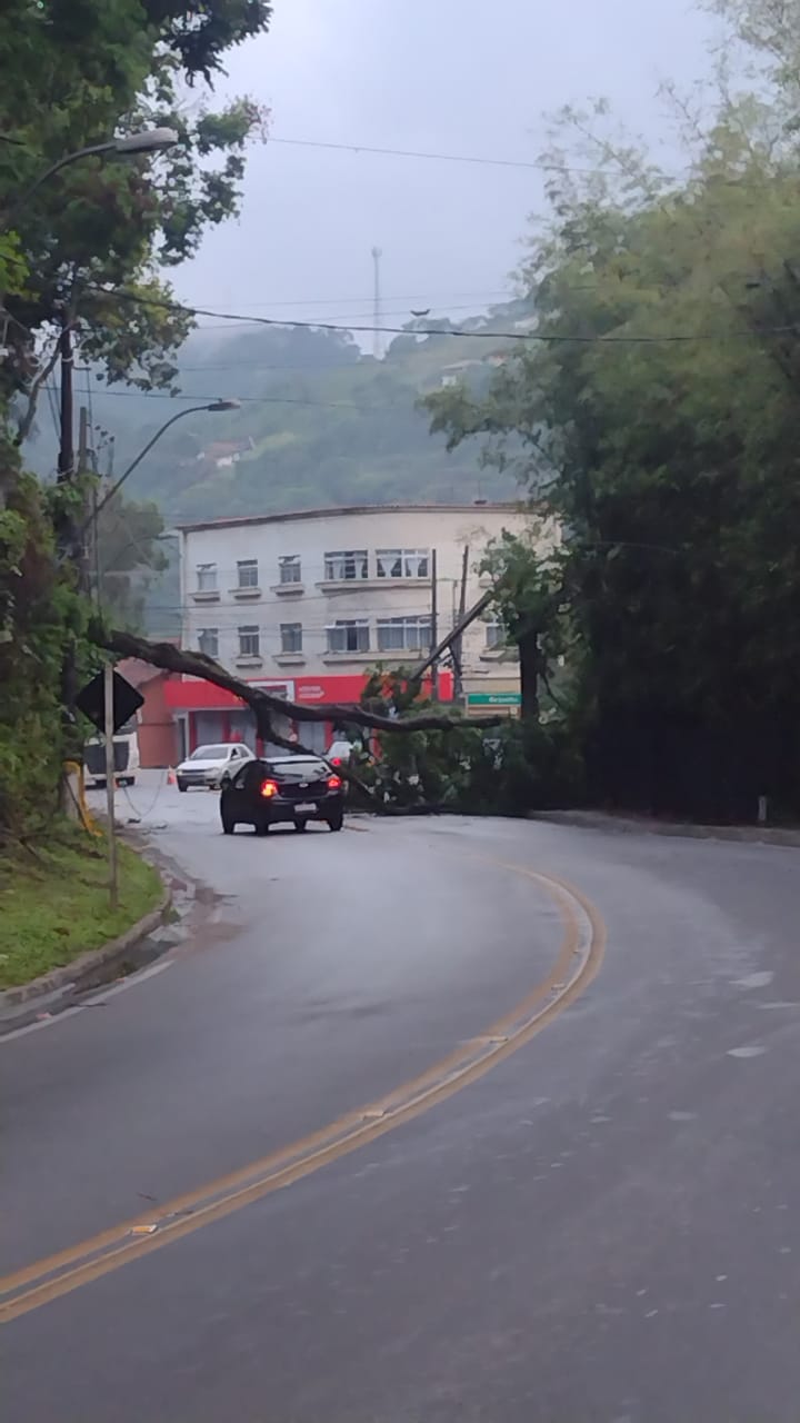Queda de árvore interdita parcialmente a Estrada União e Indústria em Nogueira