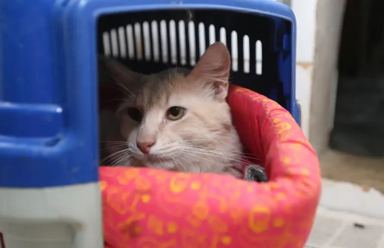Animais também estão sujeitos a estresses devido às altas temperaturas