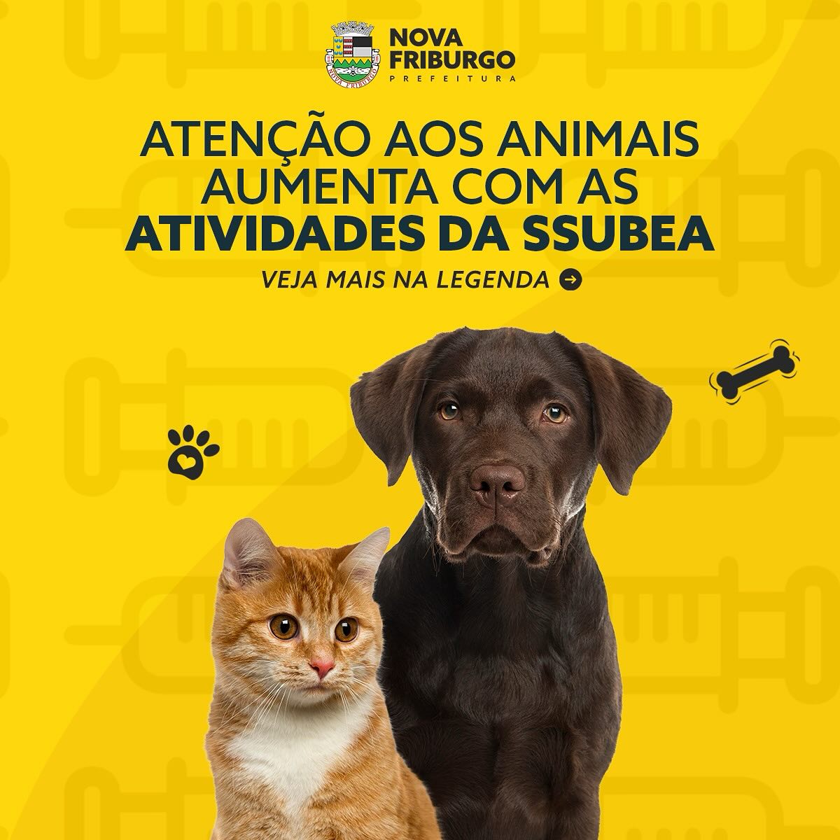 Equipe da Ssubea de Nova Friburgo fiscaliza, promove campanhas de adoção e conscientiza crianças sobre causa animal