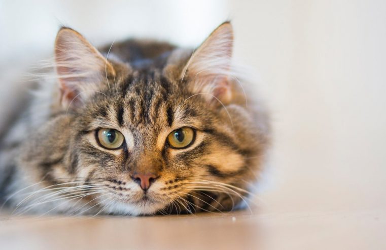 Gatos caçam 2.084 espécies de animais, das quais 347 correm algum risco de extinção