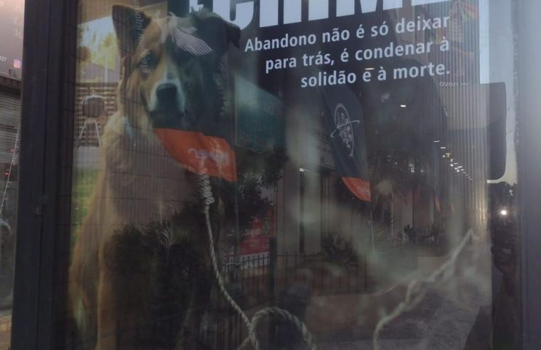 Campanha conscientiza sobre abandono de animais no período das férias em Petrópolis