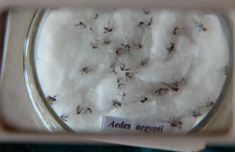 Casos de dengue no Brasil aumentam 17,5% em 2023 