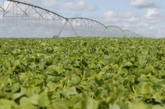 Polo de Agricultura Irrigada: MIDR apoia produção de alimentos no Brasil