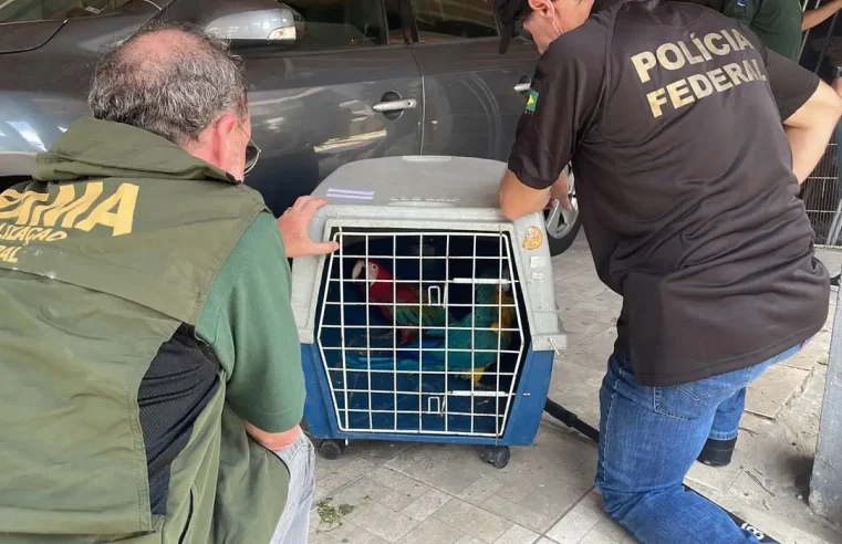 PF e IBAMA apreendem aves compradas ilegalmente no Rio de Janeiro