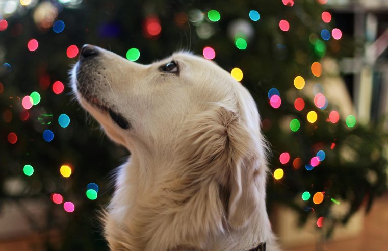 Animais de estimação: os principais cuidados nas festas de dezembro
