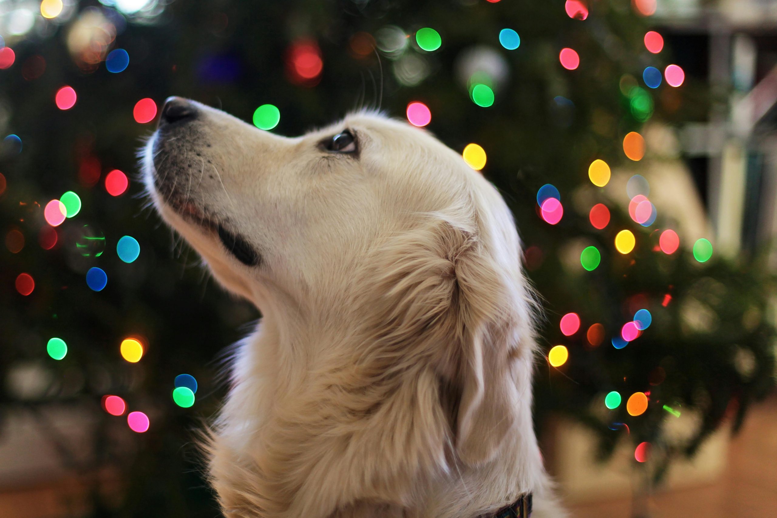 Animais de estimação: os principais cuidados nas festas de dezembro
