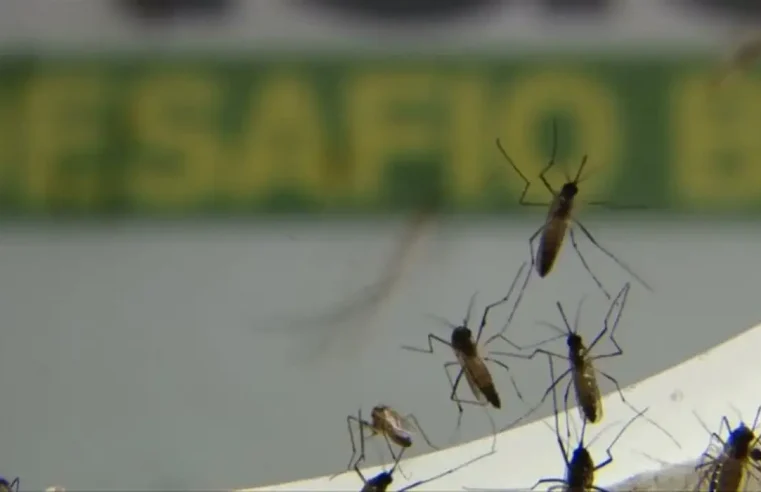 Dengue avança em ritmo acelerado no estado do Rio de Janeiro