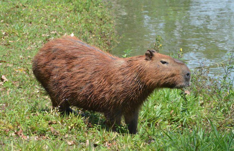 Criação de Centro de Triagem de Animais Silvestres é aprovado na Câmara