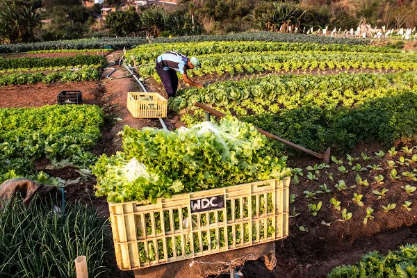 Petrópolis poderá ter a “Semana da Agricultura Familiar”