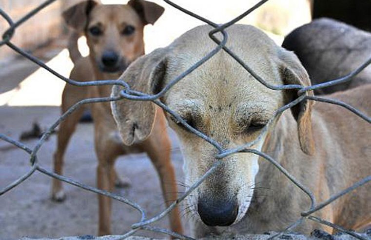 Pet shops, clínicas veterinárias e similares terão denunciar indícios de maus-tratos em animais