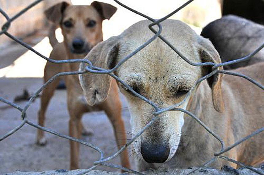 Pet shops, clínicas veterinárias e similares terão denunciar indícios de maus-tratos em animais