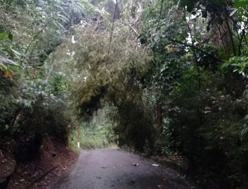 Queda de árvore impede o trânsito dos ônibus no Carangola