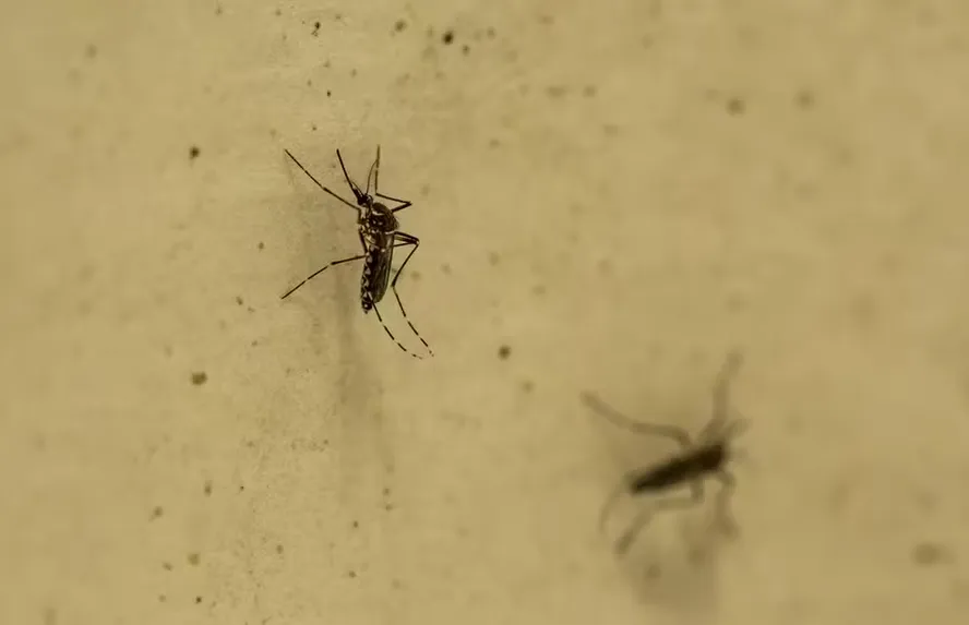 Inscrições Abertas: Petrópolis seleciona Agentes de Saúde e de Combate a Endemias