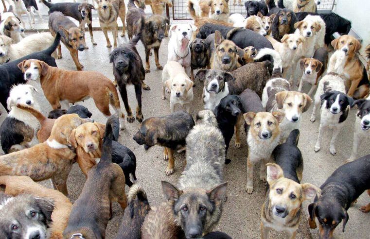 Câmara Municipal aprova criação de “Programa de Atenção às Pessoas com Transtorno de Acumulação Compulsiva de Animais”