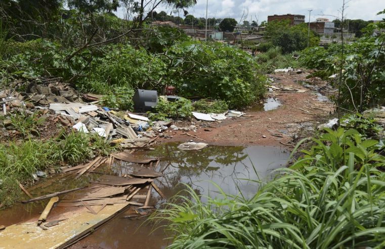 Universidade de Brasília faz pesquisas para controlar Aedes aegypti