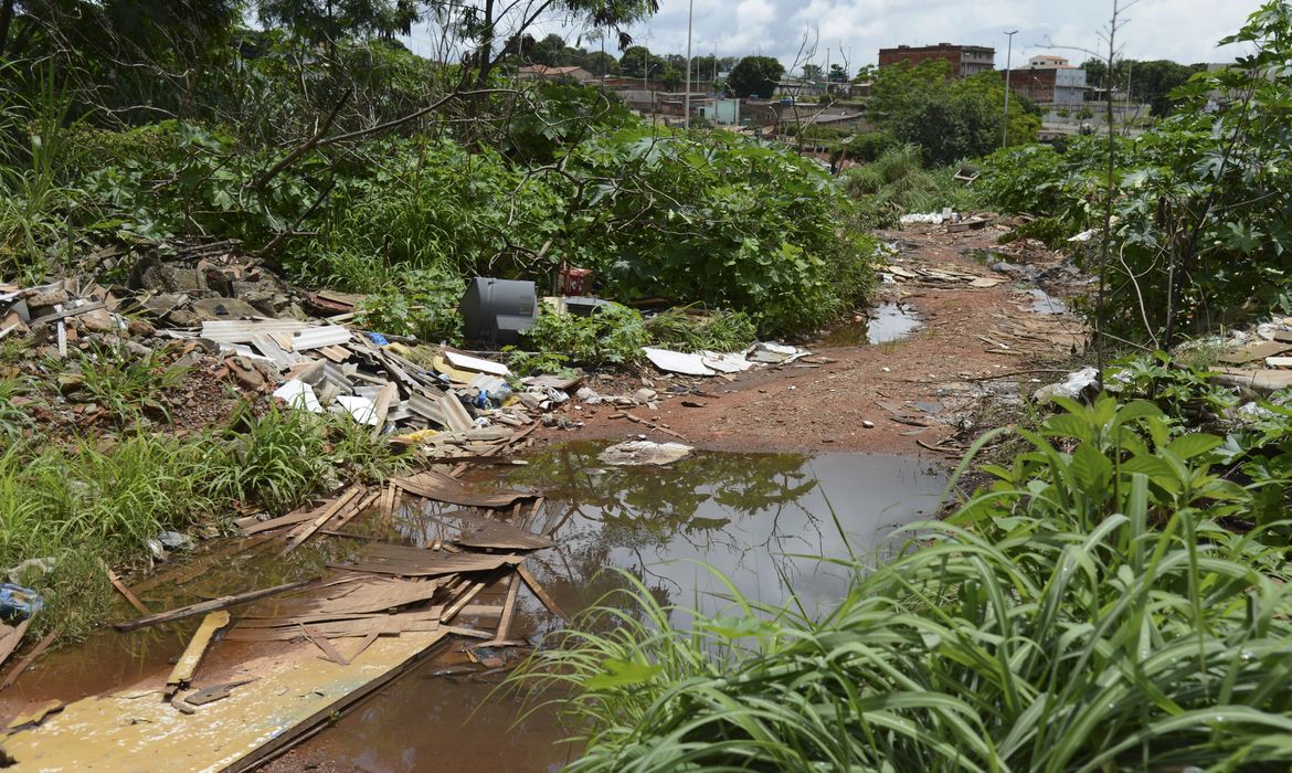 Universidade de Brasília faz pesquisas para controlar Aedes aegypti