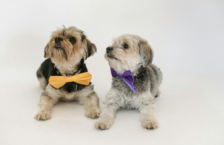 Carnaval pet: Saiba o que fazer para manter a saúde e segurança dos animais de estimação