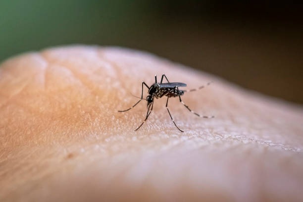 Rio de janeiro entra em situação de emergência por conta da dengue