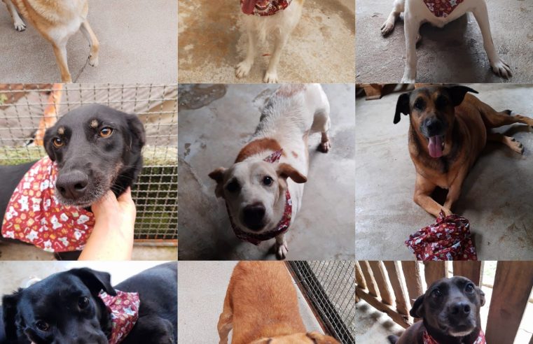 ONG de proteção de animais necessita de recursos
