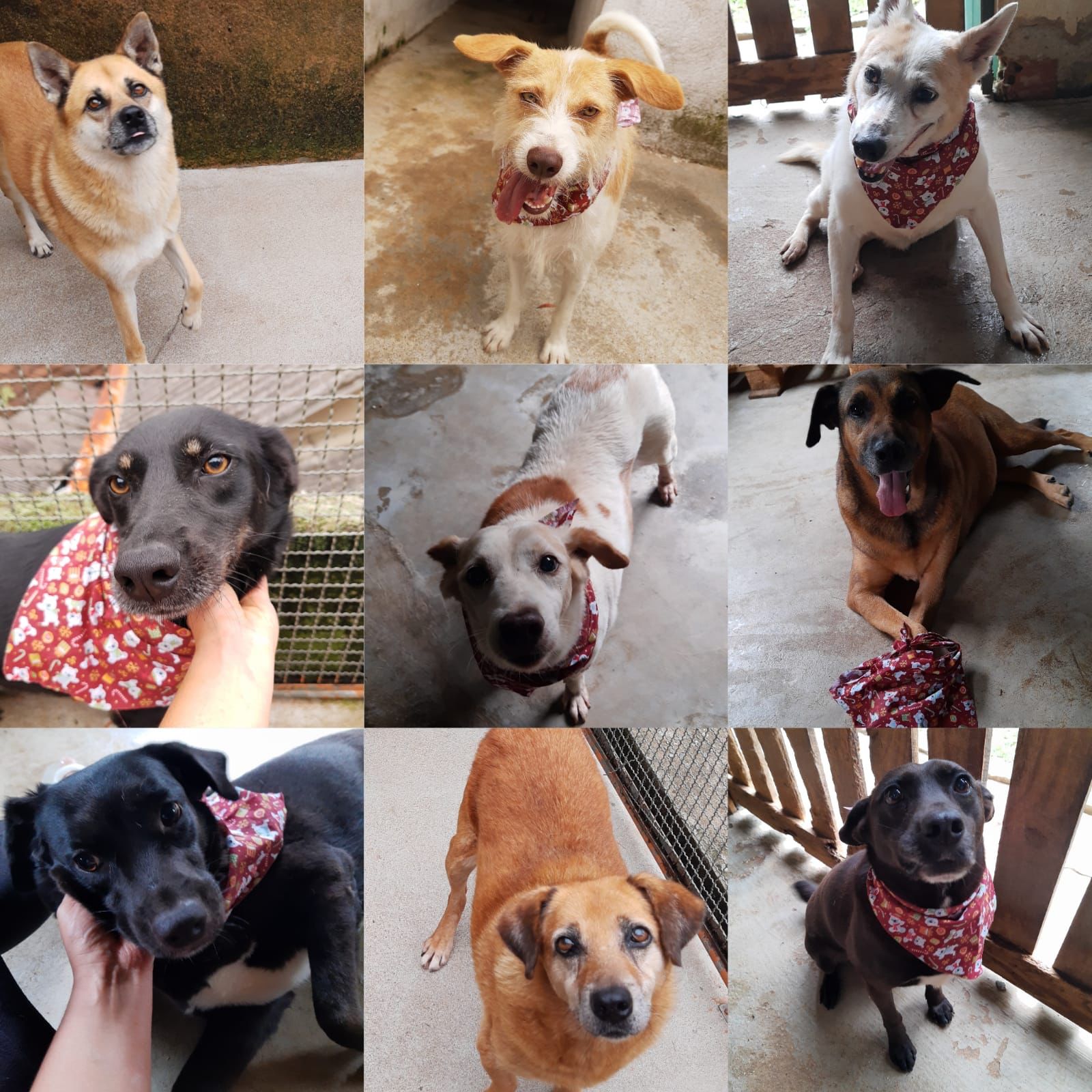 ONG de proteção de animais necessita de recursos