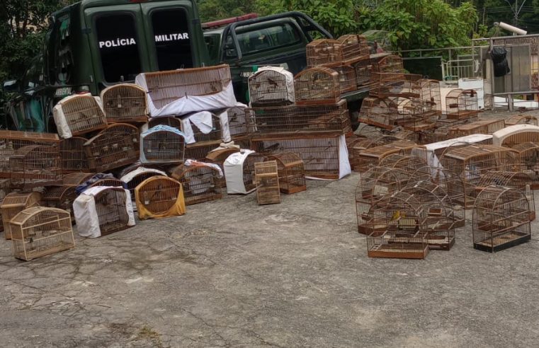 Polícia Ambiental identifica imóvel com cerca de 200 pássaros em cativeiro em Nova Friburgo