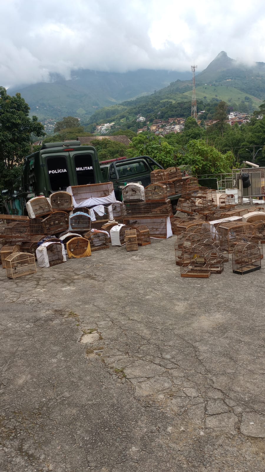 Polícia Ambiental identifica imóvel com cerca de 200 pássaros em cativeiro em Nova Friburgo