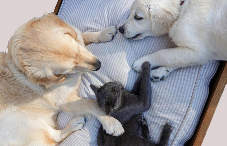 Prefeitura realiza primeira ação de castração de cães e gatos de 2024