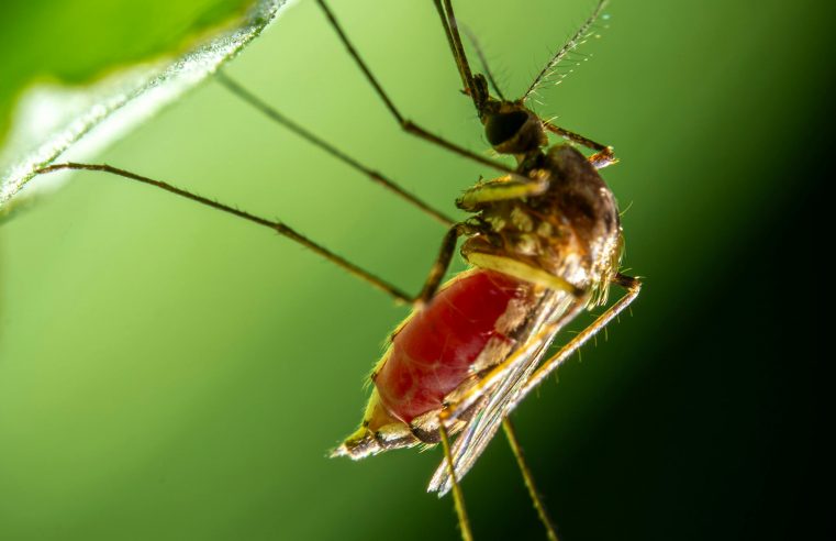 Prefeitura marca Dia D de Combate à Dengue para 2 de março