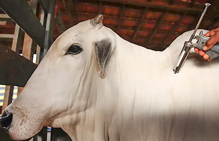 Vacinação contra febre aftosa será suspensa em 16 estados e no DF