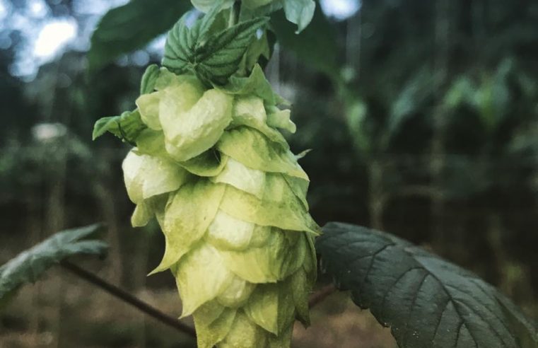 Nova Friburgo realiza 4ª Festa da Flor de Lúpulo 
