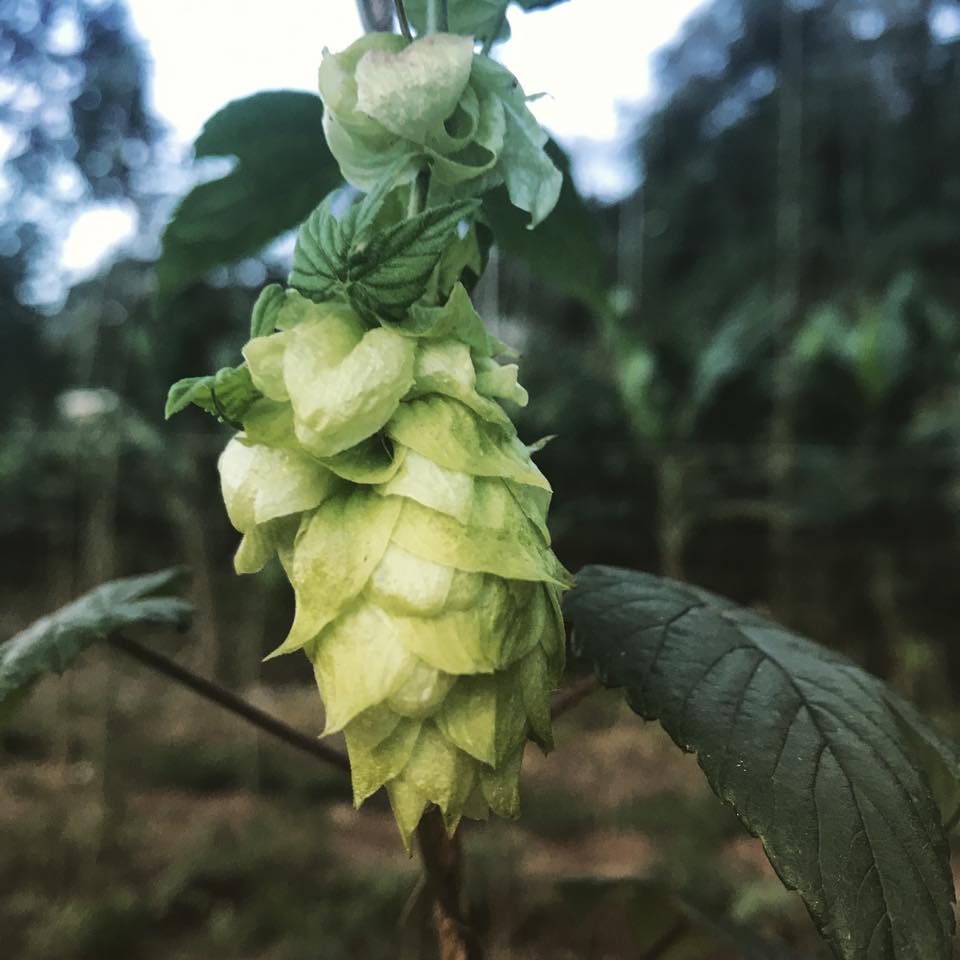 Nova Friburgo realiza 4ª Festa da Flor de Lúpulo 