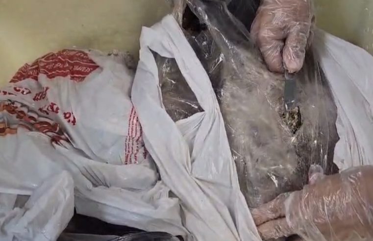 PF prende homem transportando maconha dentro de peixes, no Aeroporto do Galeão