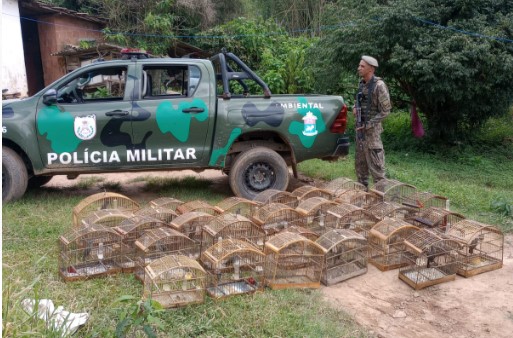Comando de Polícia Ambiental resgata 28 pássaros mantidos em Cativeiro, em Sumidouro