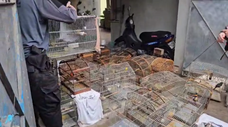 Operação Arca de Noé cumpre mandados contra traficantes de animais silvestres no RJ