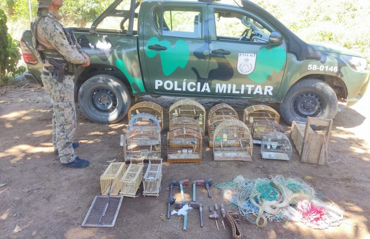 Equipamento de caça são apreendidos pela 5ª UPAM. Onze pássaros foram resgatados
