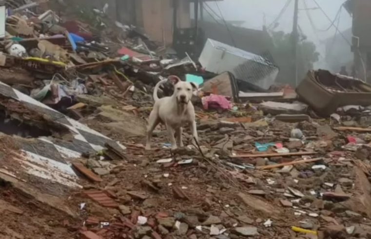 Pós chuvas animais ficam sem apoio da Prefeitura de Petrópolis