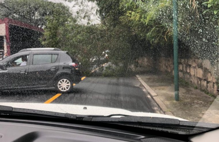 Árvore tomba e interdita parte da Gonçalves Dias em Petrópolis