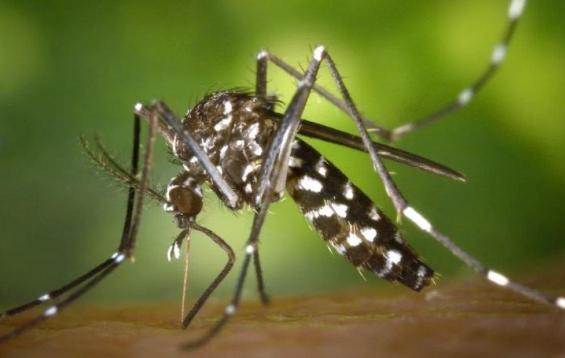 Crianças de até 5 anos morrem mais de dengue, revela pesquisa