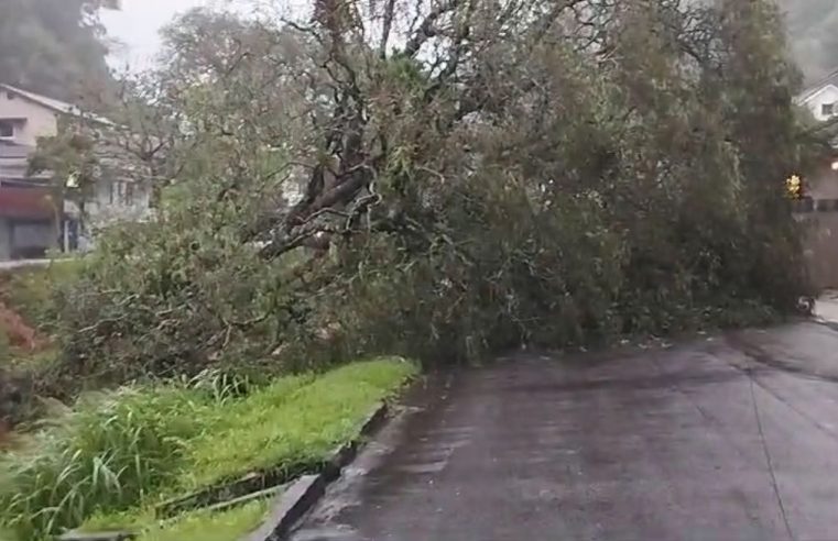 Árvore cai e interdita o trânsito no Bingen