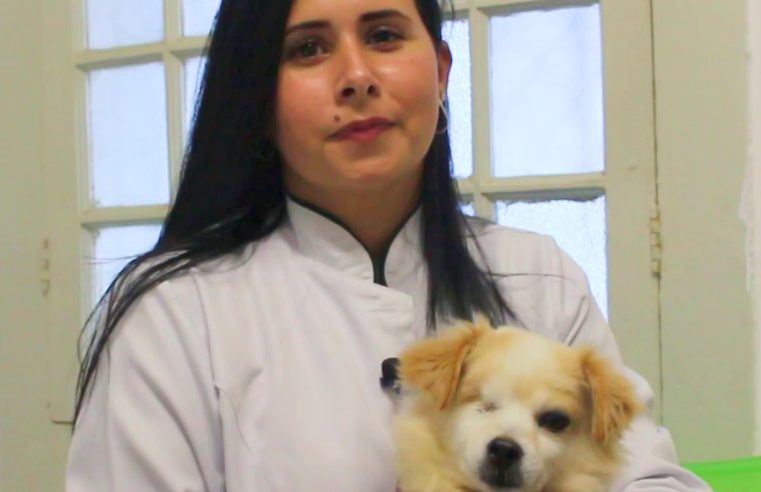 Veterinária orienta sobre identificação dos Pets em situação de chuvas fortes