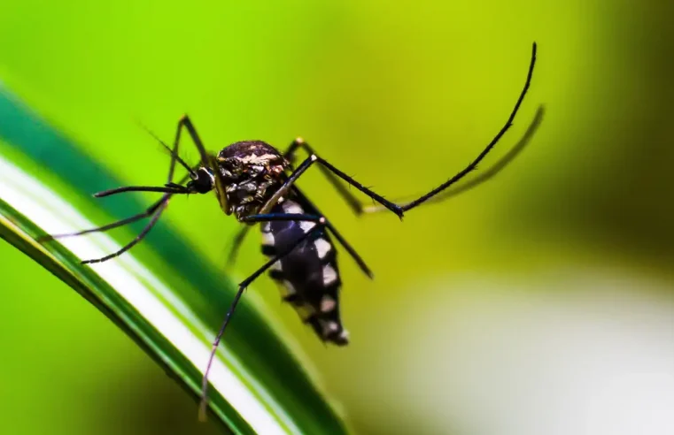 Brasil tem quase mil mortes por dengue em investigação